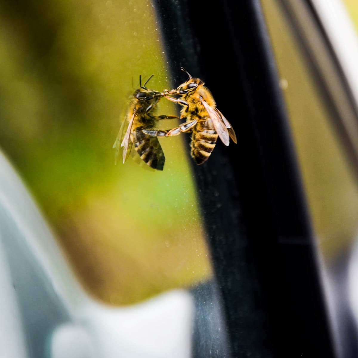 bee-attack-while-driving